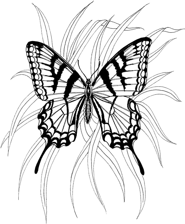 着色页: 蝴蝶 (动物) #15786 - 免费可打印着色页