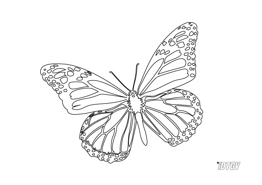 着色页: 蝴蝶 (动物) #15794 - 免费可打印着色页