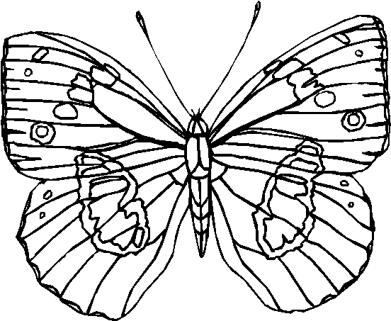 着色页: 蝴蝶 (动物) #15814 - 免费可打印着色页