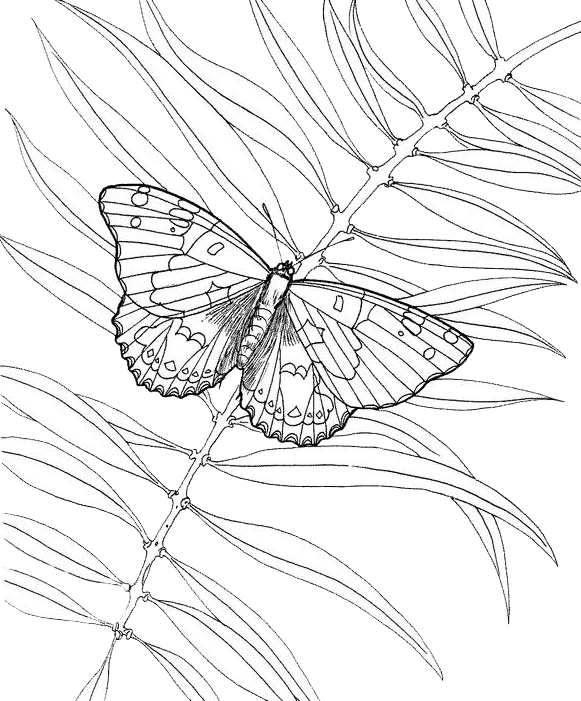 着色页: 蝴蝶 (动物) #15841 - 免费可打印着色页