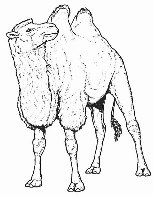 着色页: 骆驼 (动物) #1665 - 免费可打印着色页