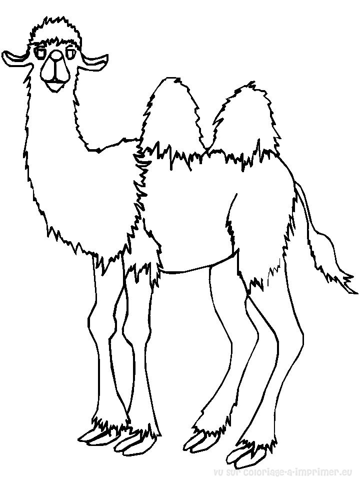 着色页: 骆驼 (动物) #1667 - 免费可打印着色页