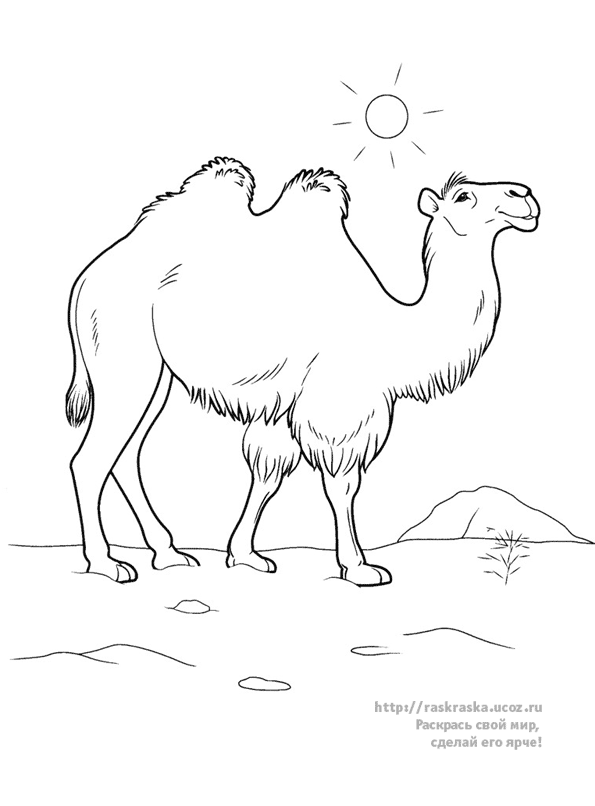 着色页: 骆驼 (动物) #1686 - 免费可打印着色页