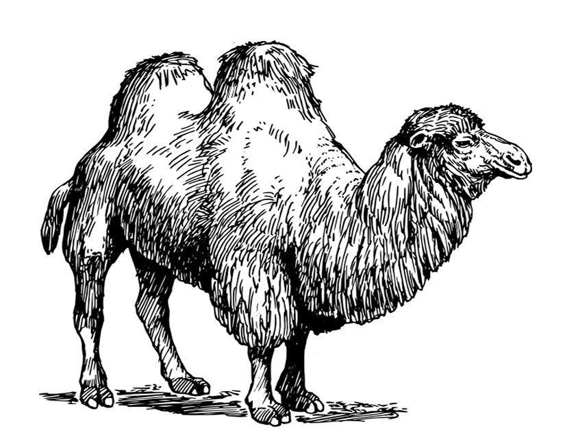 着色页: 骆驼 (动物) #1702 - 免费可打印着色页