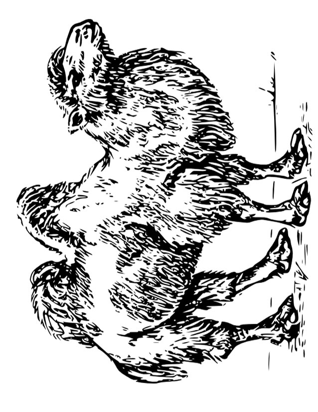 着色页: 骆驼 (动物) #1703 - 免费可打印着色页