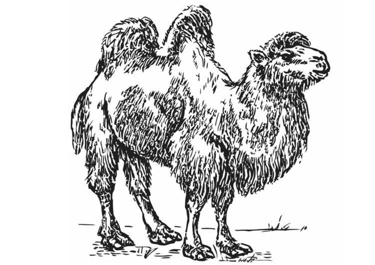 着色页: 骆驼 (动物) #1707 - 免费可打印着色页