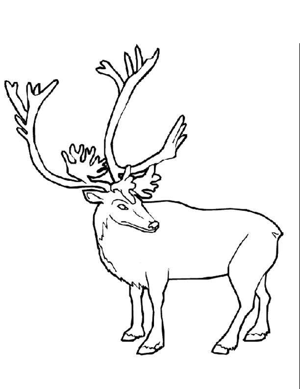 着色页: 驯鹿 (动物) #1541 - 免费可打印着色页