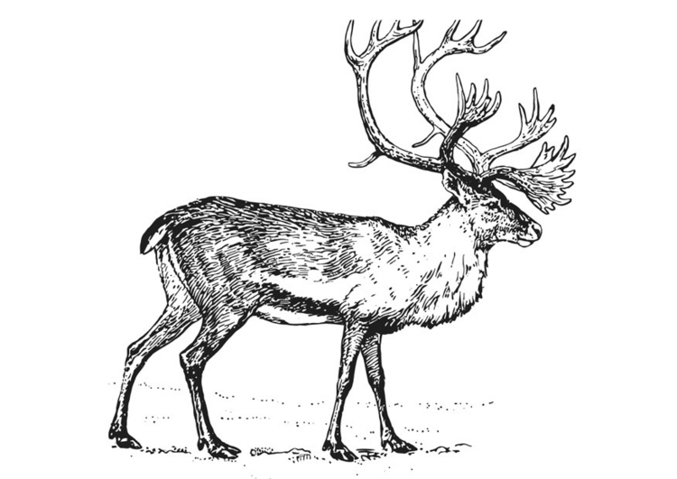 着色页: 驯鹿 (动物) #1544 - 免费可打印着色页