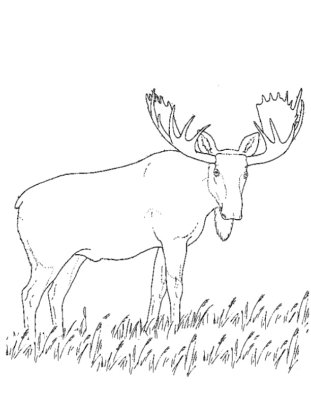 着色页: 驯鹿 (动物) #1546 - 免费可打印着色页