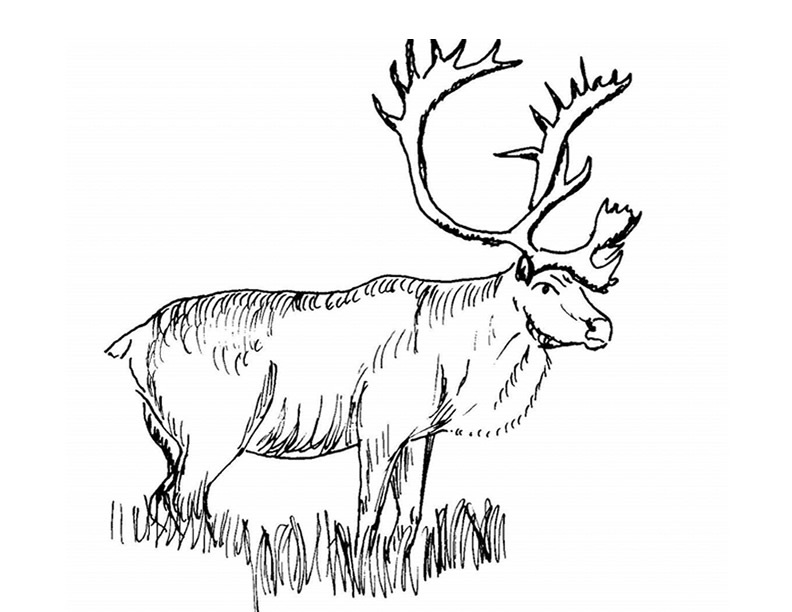 着色页: 驯鹿 (动物) #1552 - 免费可打印着色页