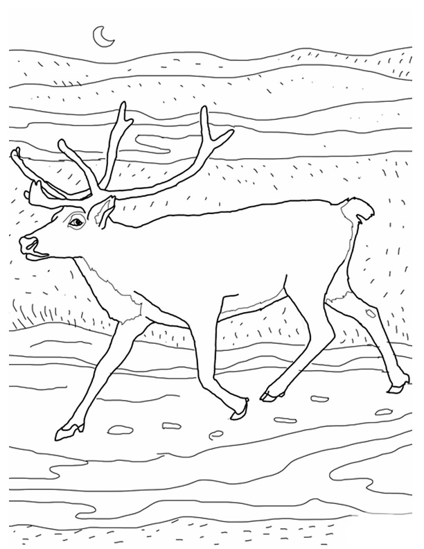 着色页: 驯鹿 (动物) #1559 - 免费可打印着色页