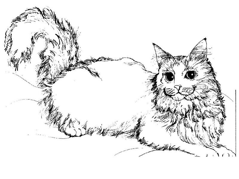 着色页: 猫 (动物) #1773 - 免费可打印着色页