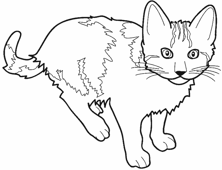 着色页: 猫 (动物) #1781 - 免费可打印着色页