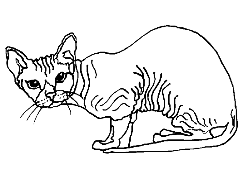 着色页: 猫 (动物) #1841 - 免费可打印着色页