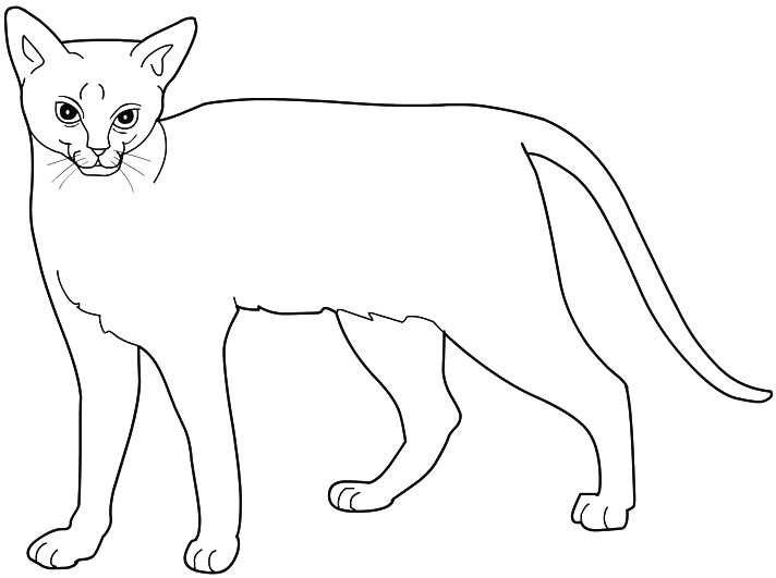 着色页: 猫 (动物) #1881 - 免费可打印着色页