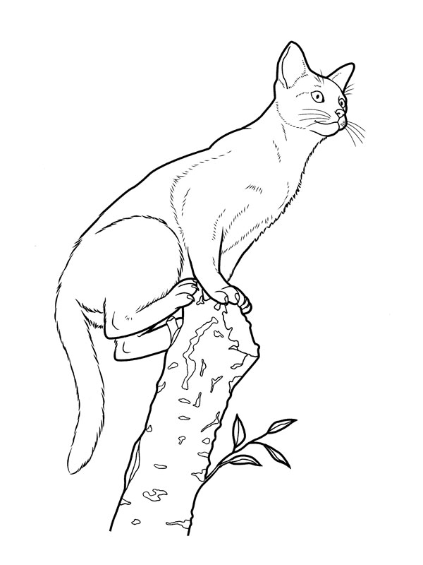 着色页: 猫 (动物) #1885 - 免费可打印着色页