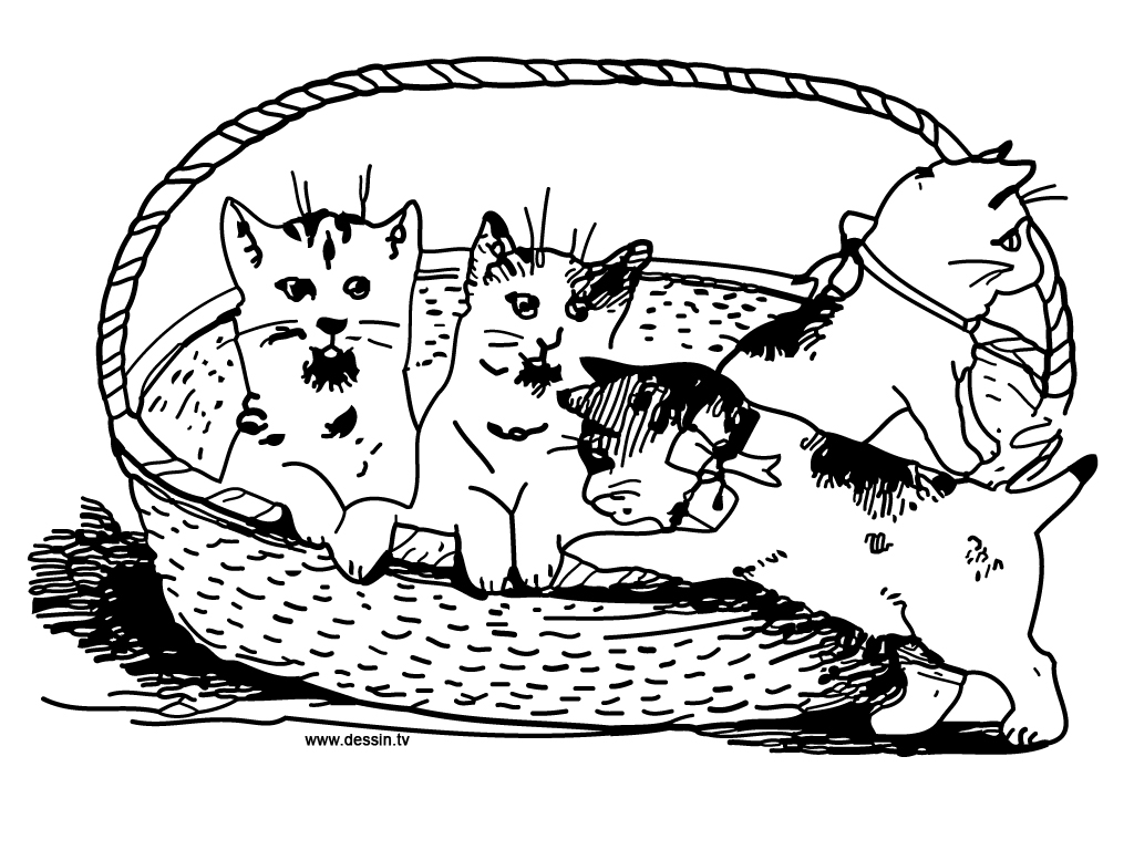 着色页: 猫 (动物) #1901 - 免费可打印着色页