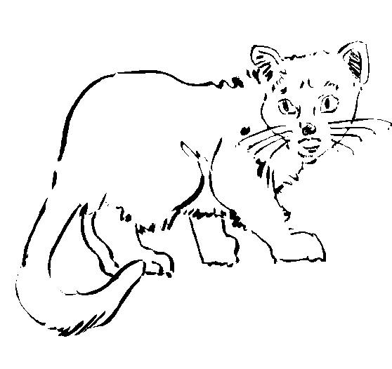 着色页: 猫 (动物) #1902 - 免费可打印着色页