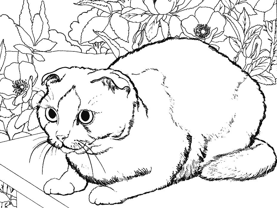 着色页: 猫 (动物) #1928 - 免费可打印着色页