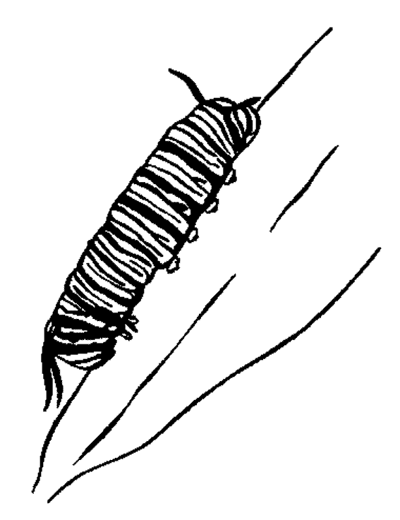 着色页: 毛虫 (动物) #18272 - 免费可打印着色页