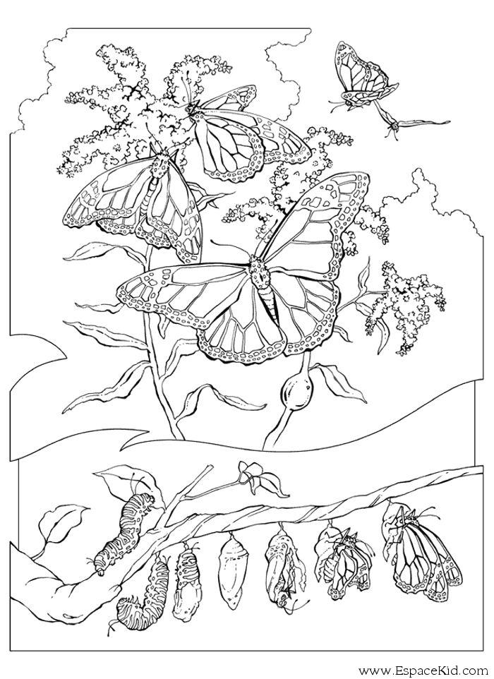 着色页: 毛虫 (动物) #18327 - 免费可打印着色页