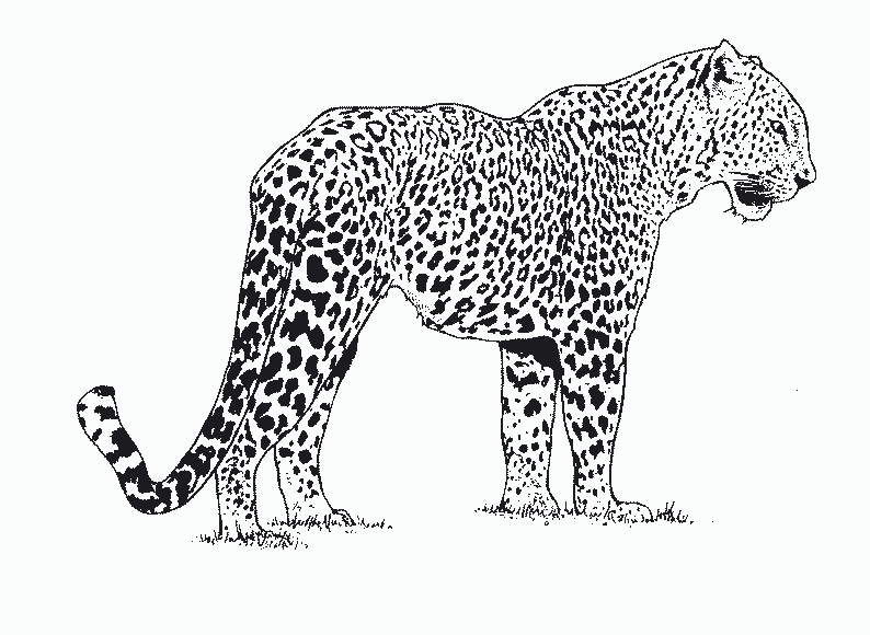 着色页: 猎豹 (动物) #7868 - 免费可打印着色页
