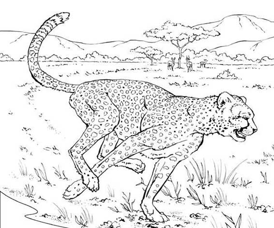 着色页: 猎豹 (动物) #7880 - 免费可打印着色页
