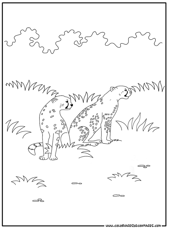 着色页: 猎豹 (动物) #7881 - 免费可打印着色页