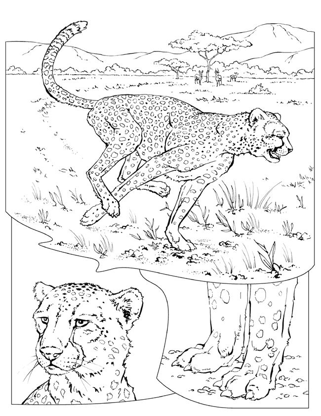 着色页: 猎豹 (动物) #7886 - 免费可打印着色页