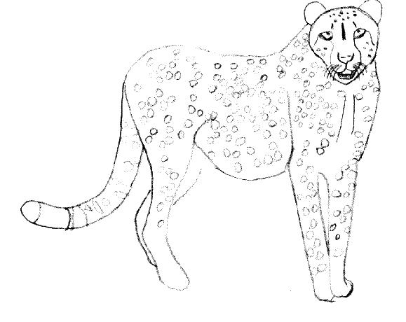 着色页: 猎豹 (动物) #7898 - 免费可打印着色页