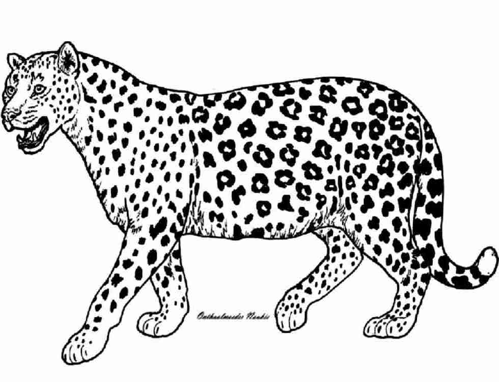 着色页: 猎豹 (动物) #7900 - 免费可打印着色页