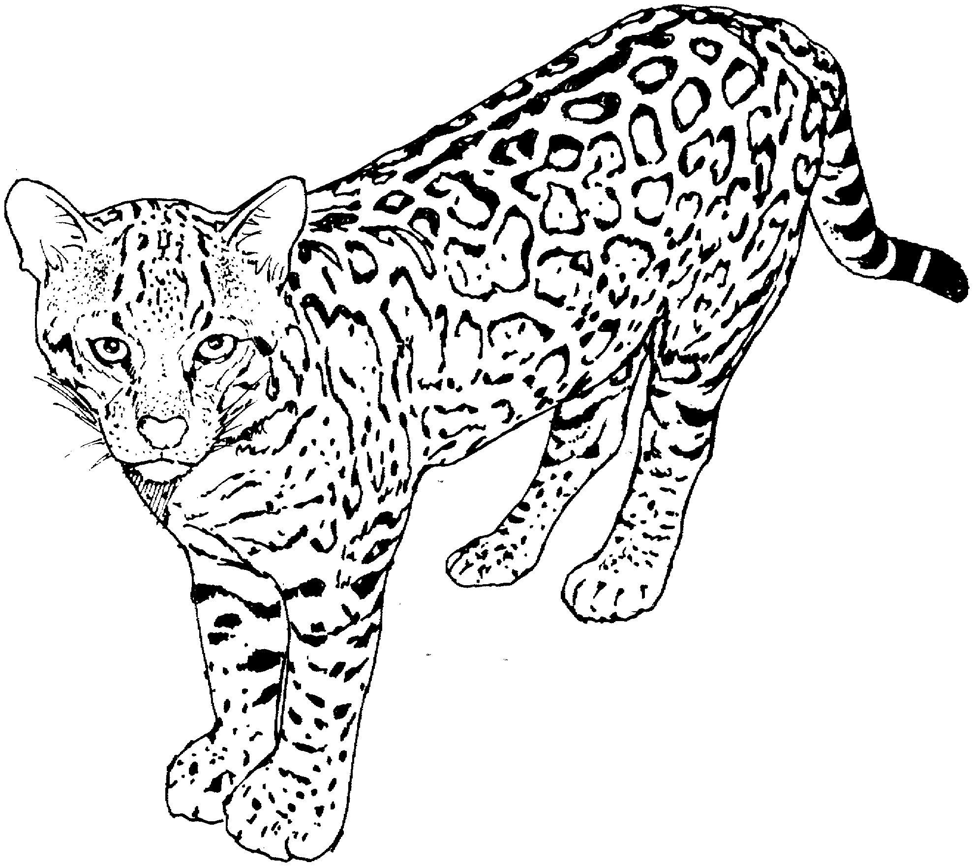 着色页: 猎豹 (动物) #7932 - 免费可打印着色页