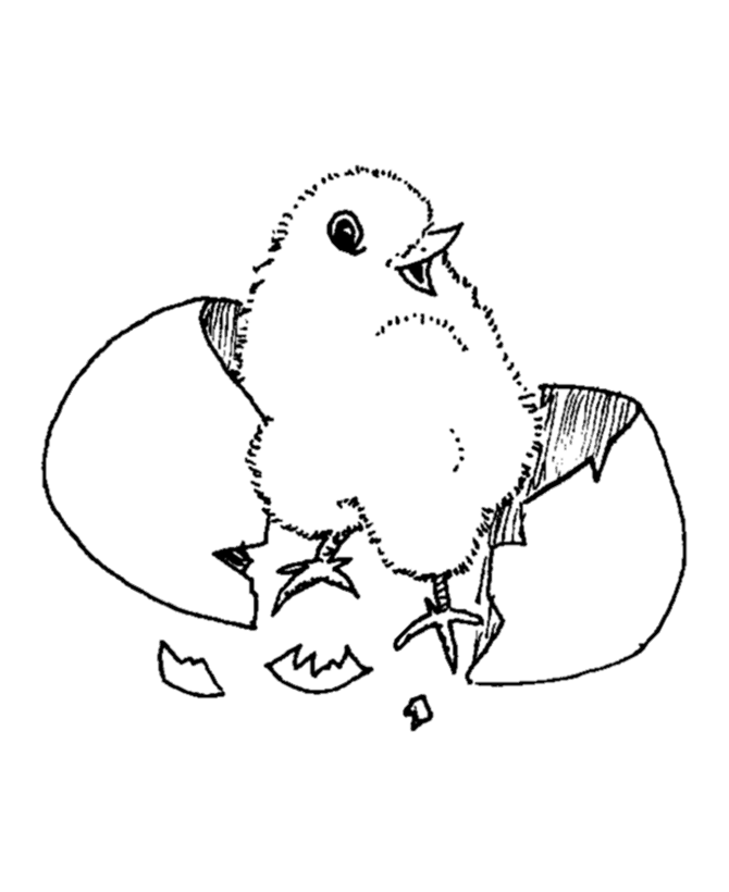 着色页: 小鸡 (动物) #15327 - 免费可打印着色页