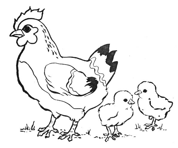 着色页: 小鸡 (动物) #15352 - 免费可打印着色页