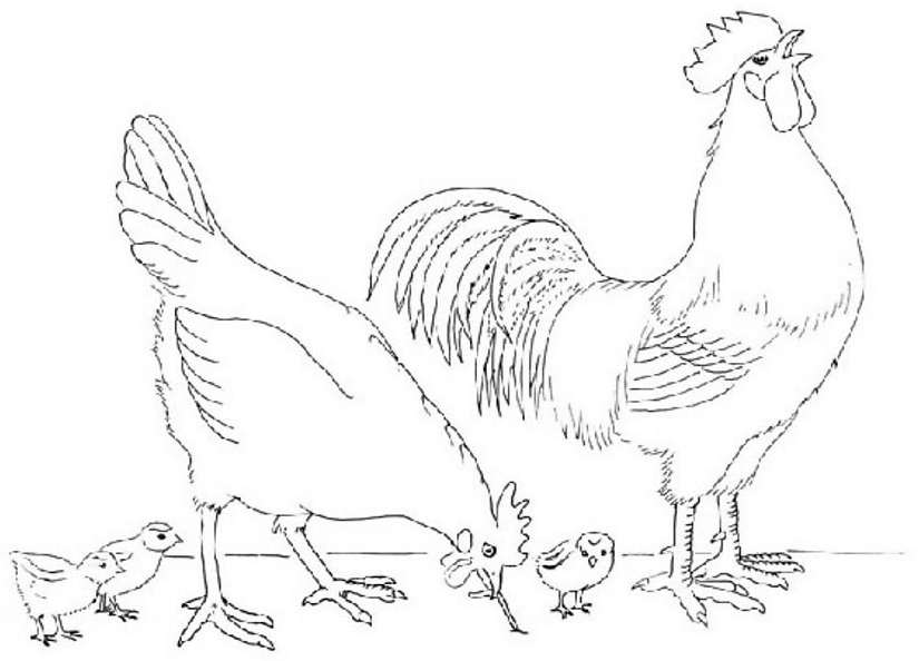 着色页: 小鸡 (动物) #15415 - 免费可打印着色页