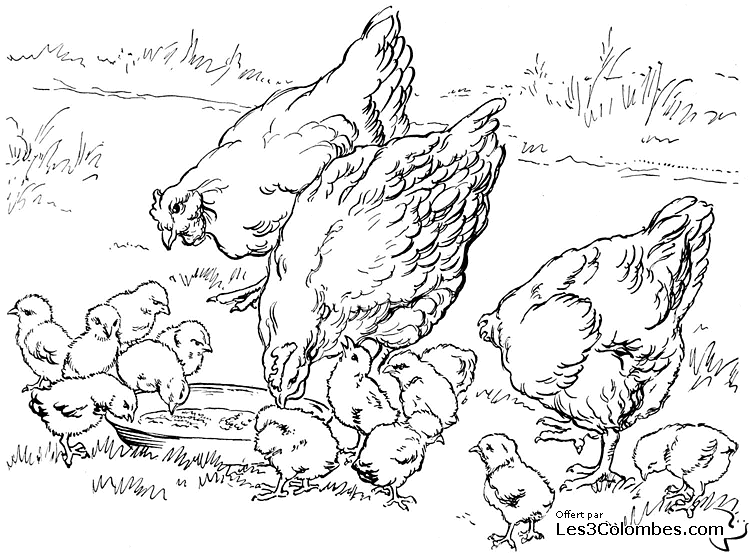 着色页: 小鸡 (动物) #15447 - 免费可打印着色页