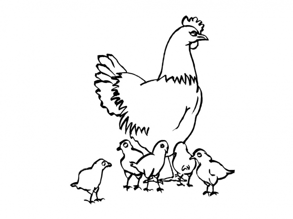 着色页: 鸡 (动物) #17281 - 免费可打印着色页