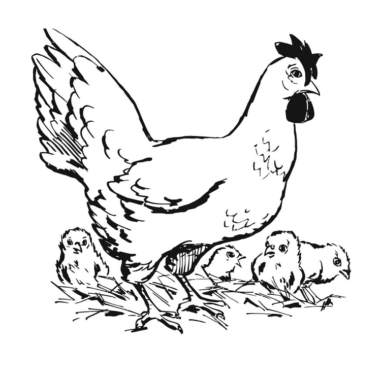 着色页: 鸡 (动物) #17328 - 免费可打印着色页