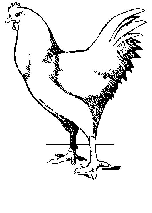 着色页: 鸡 (动物) #17351 - 免费可打印着色页