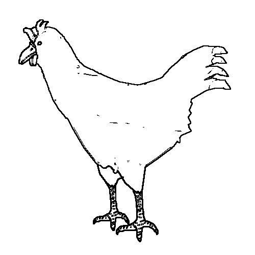 着色页: 鸡 (动物) #17377 - 免费可打印着色页