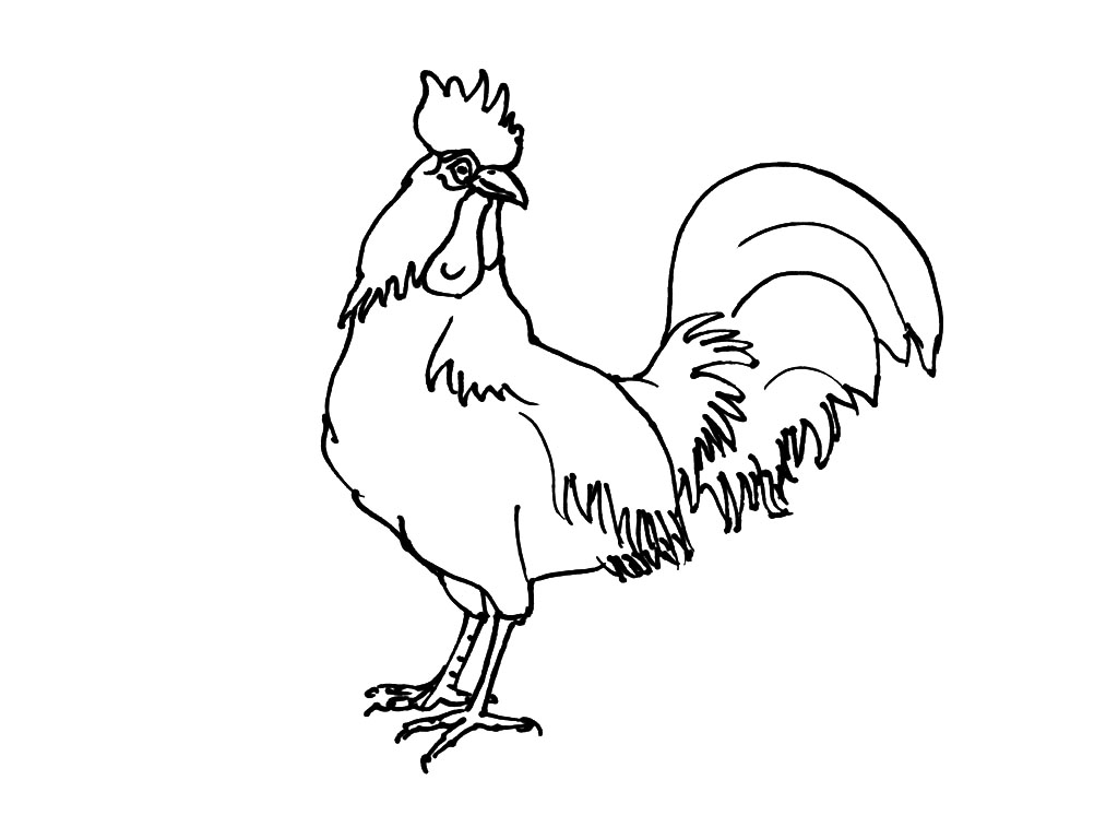 着色页: 鸡 (动物) #17383 - 免费可打印着色页