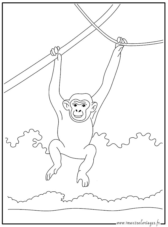 着色页: 黑猩猩 (动物) #2761 - 免费可打印着色页