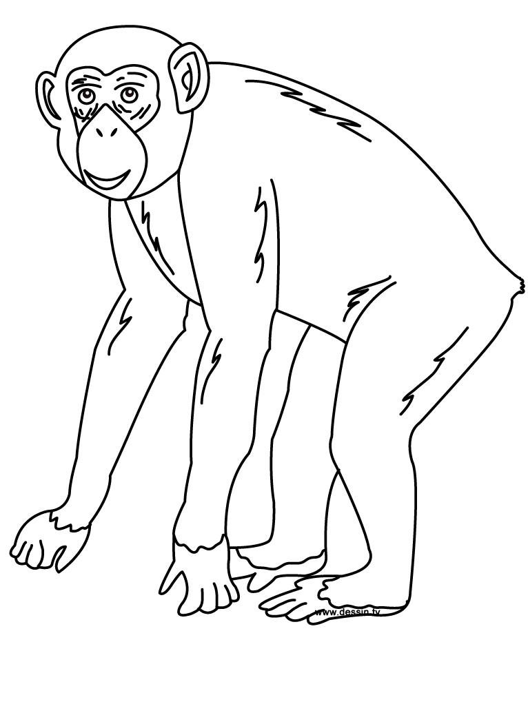 着色页: 黑猩猩 (动物) #2767 - 免费可打印着色页