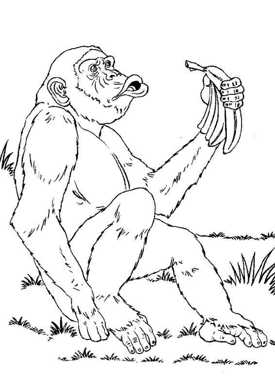着色页: 黑猩猩 (动物) #2782 - 免费可打印着色页
