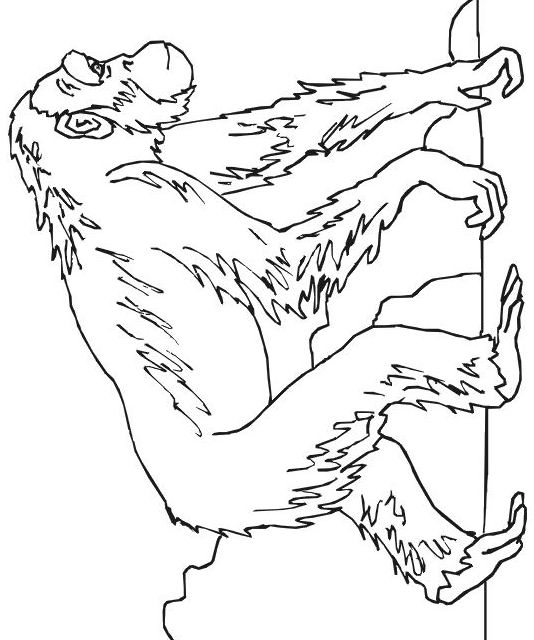 着色页: 黑猩猩 (动物) #2796 - 免费可打印着色页
