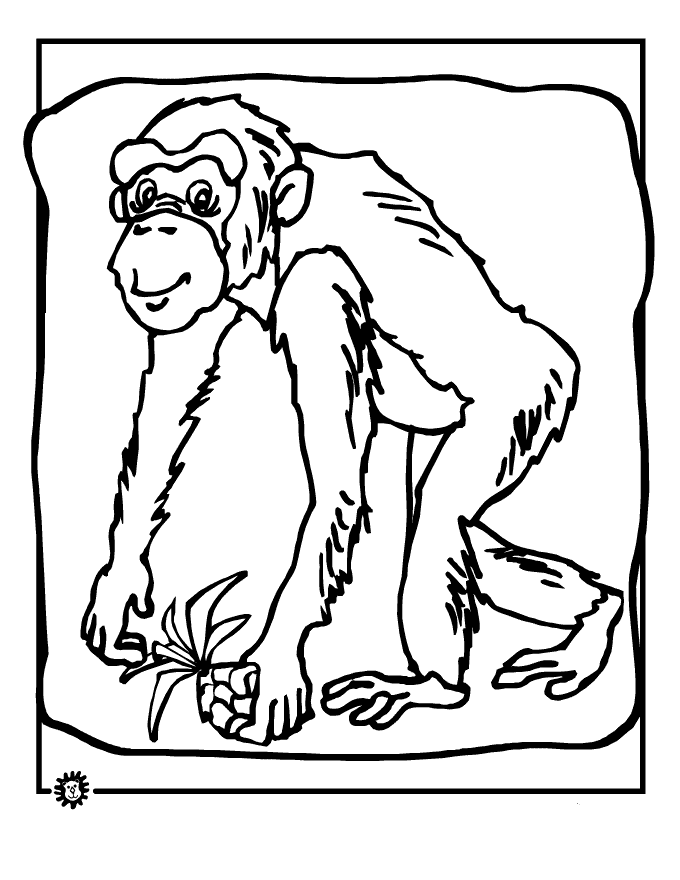 着色页: 黑猩猩 (动物) #2798 - 免费可打印着色页