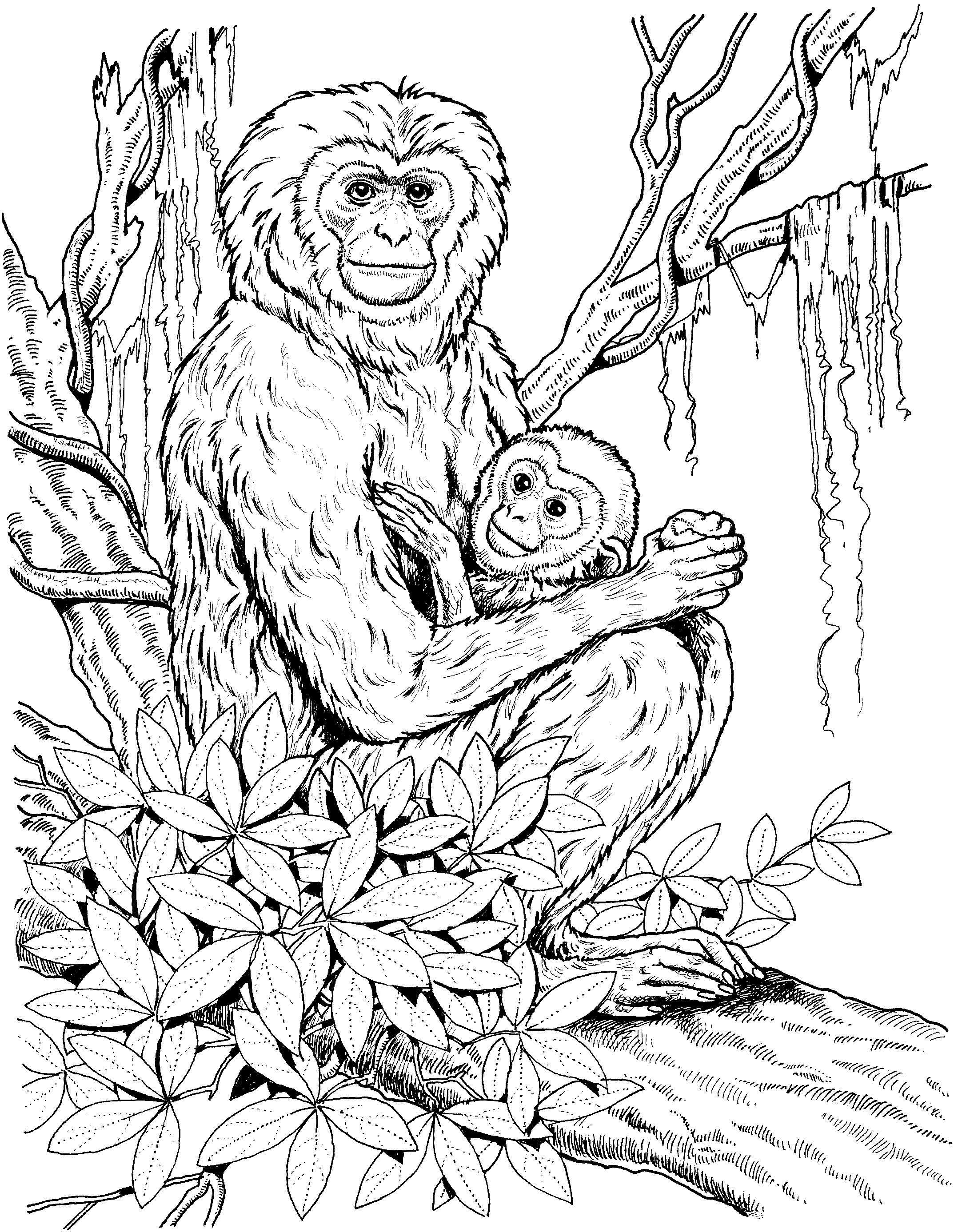 着色页: 黑猩猩 (动物) #2833 - 免费可打印着色页