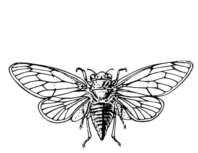 着色页: 蝉 (动物) #18438 - 免费可打印着色页