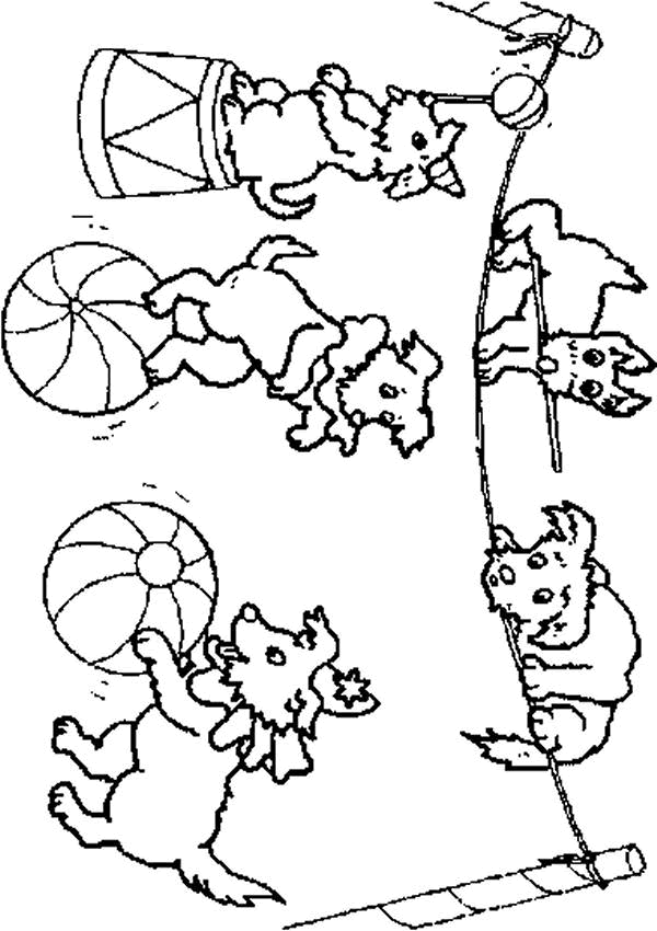 着色页: 马戏团动物 (动物) #21040 - 免费可打印着色页