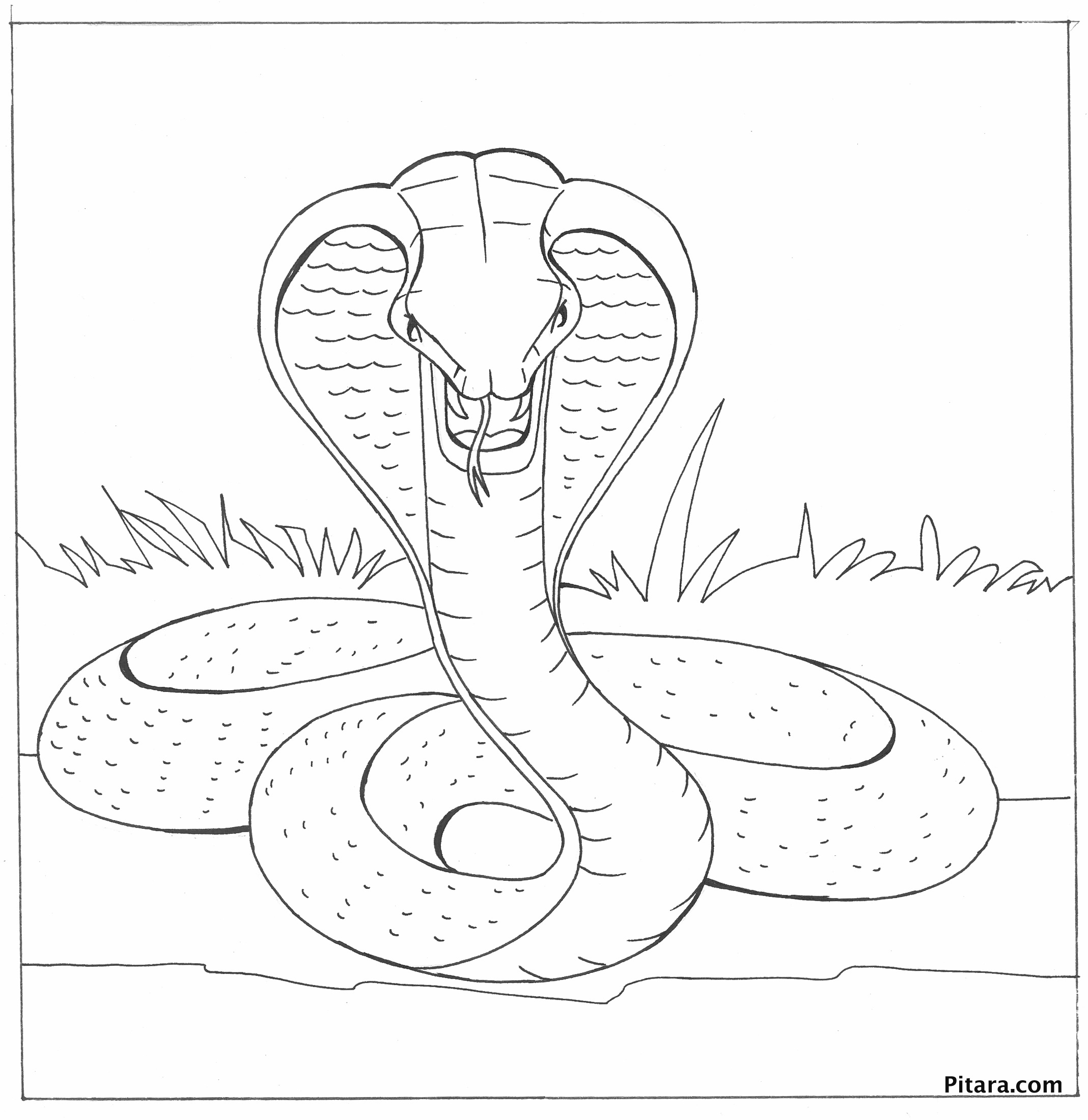着色页: 眼镜蛇 (动物) #3247 - 免费可打印着色页